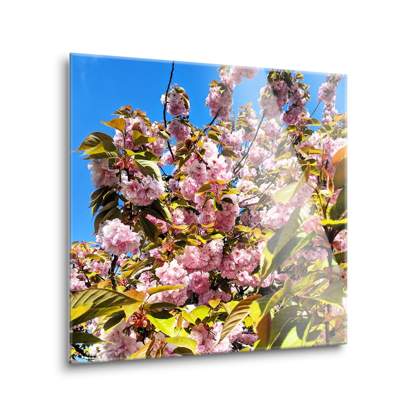 Monokian Cherry Blossoms | Hi-Def Glass Art | Eaches | Min 2