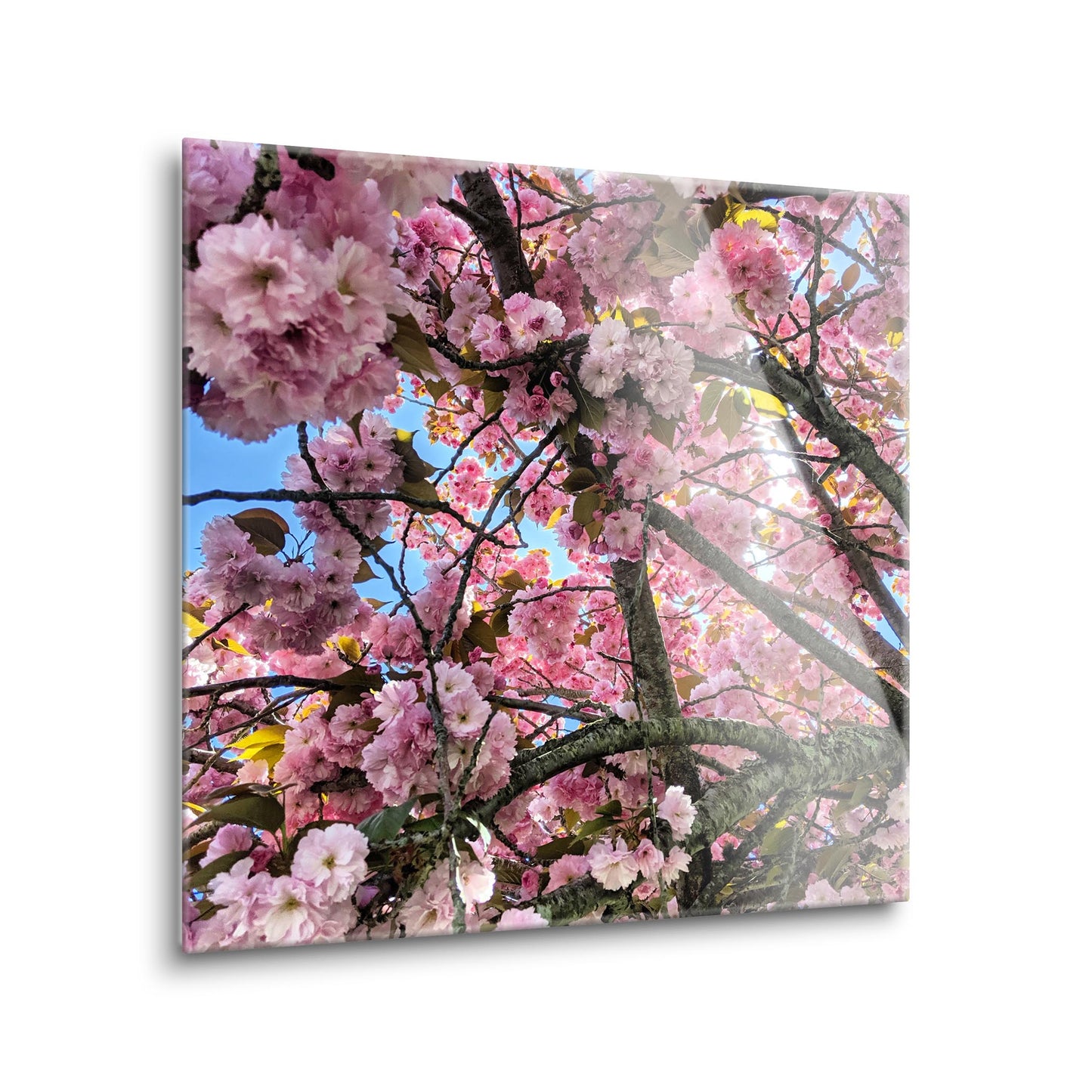Monokian Cherry Blossoms | Hi-Def Glass Art | Eaches | Min 1