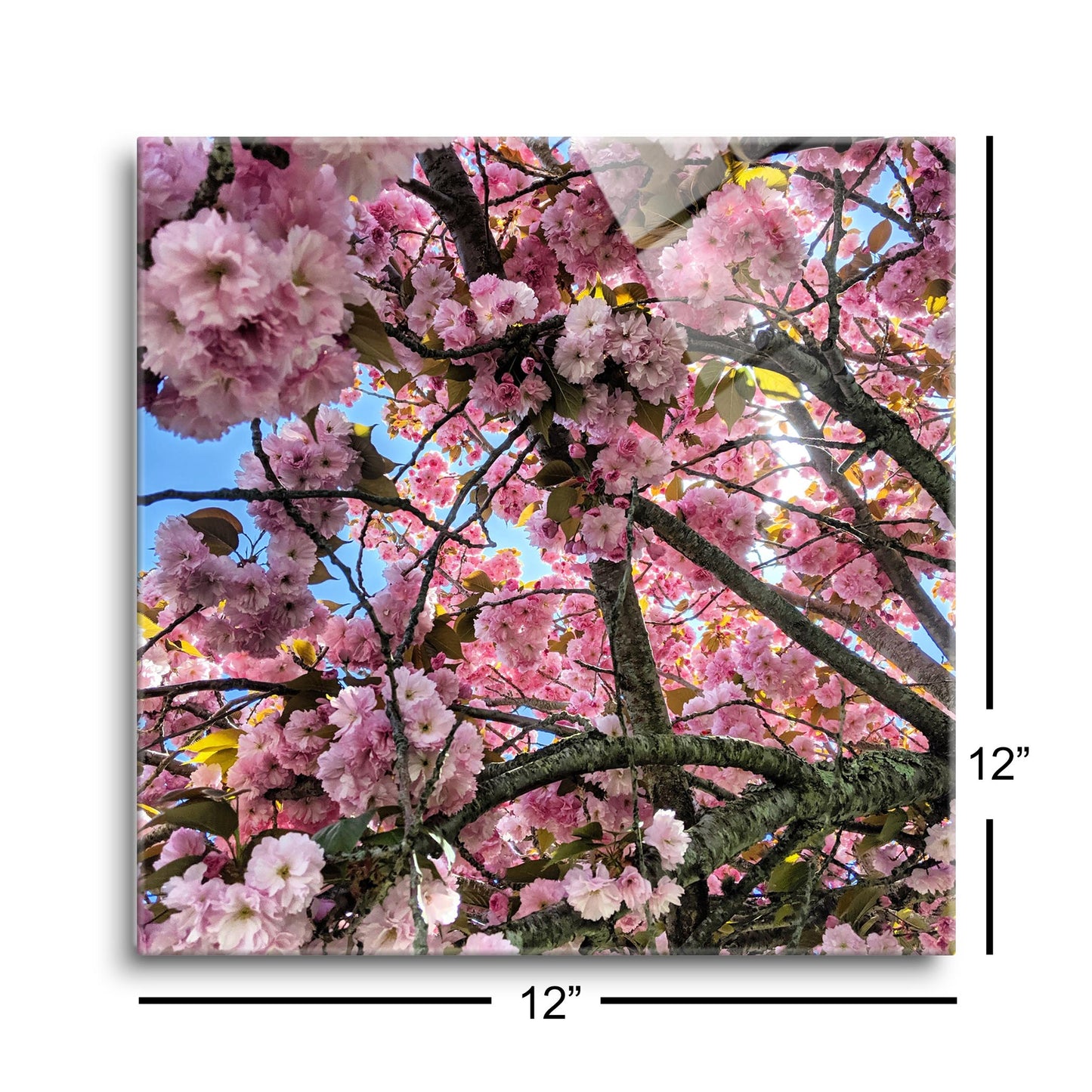 Monokian Cherry Blossoms | Hi-Def Glass Art | Eaches | Min 1