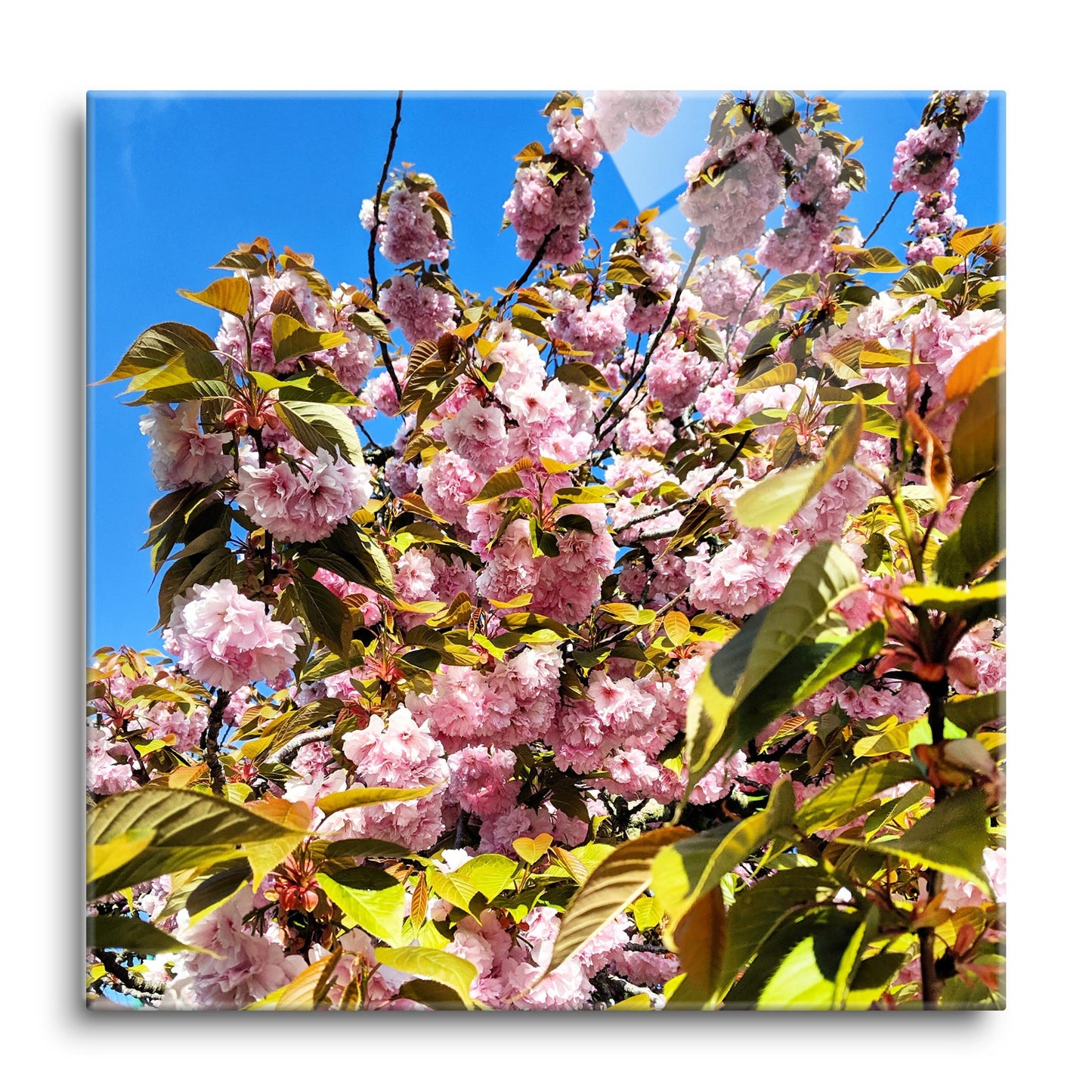 Monokian Cherry Blossoms | Hi-Def Glass Art | Eaches | Min 1