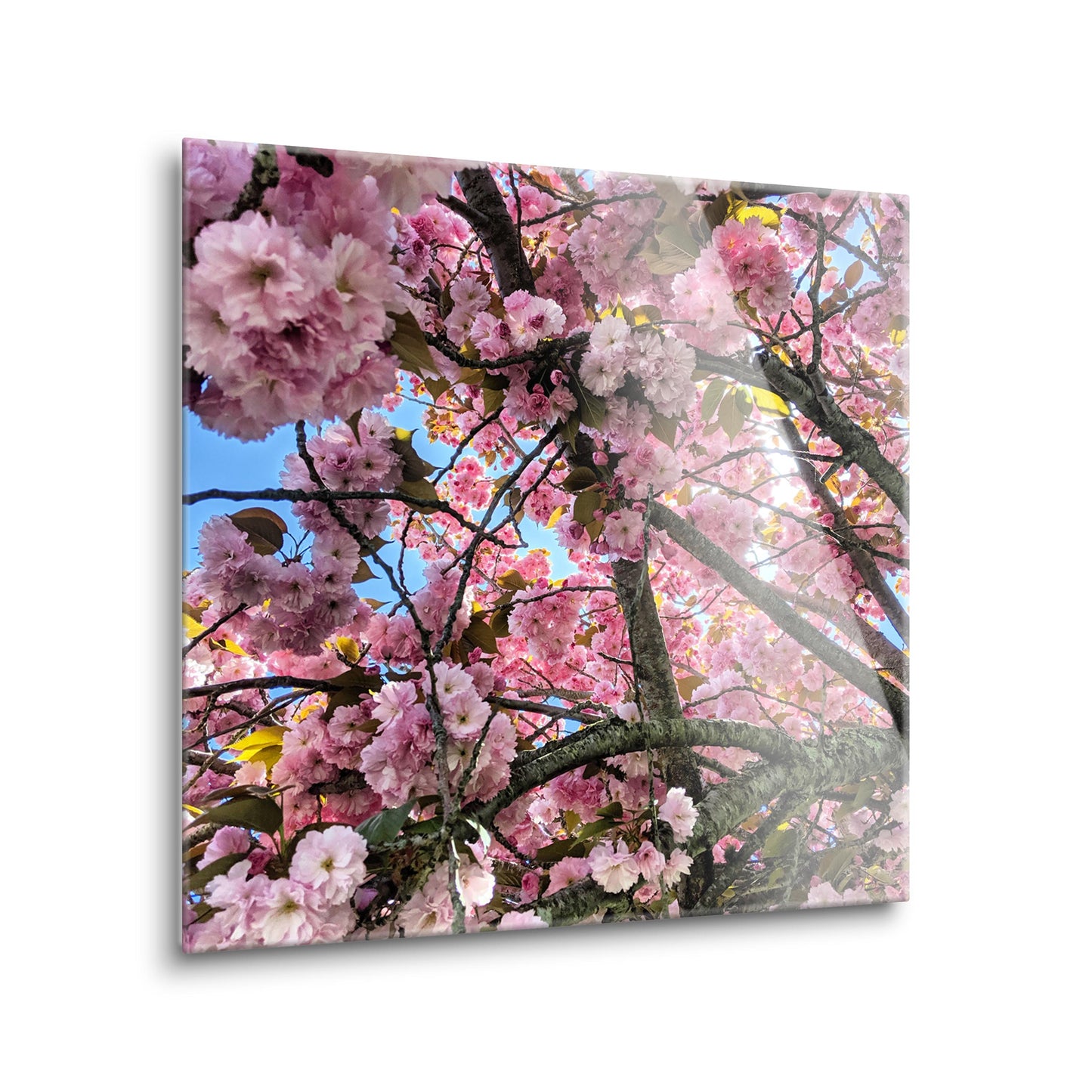 Monokian Cherry Blossoms | Hi-Def Glass Art | Eaches | Min 2