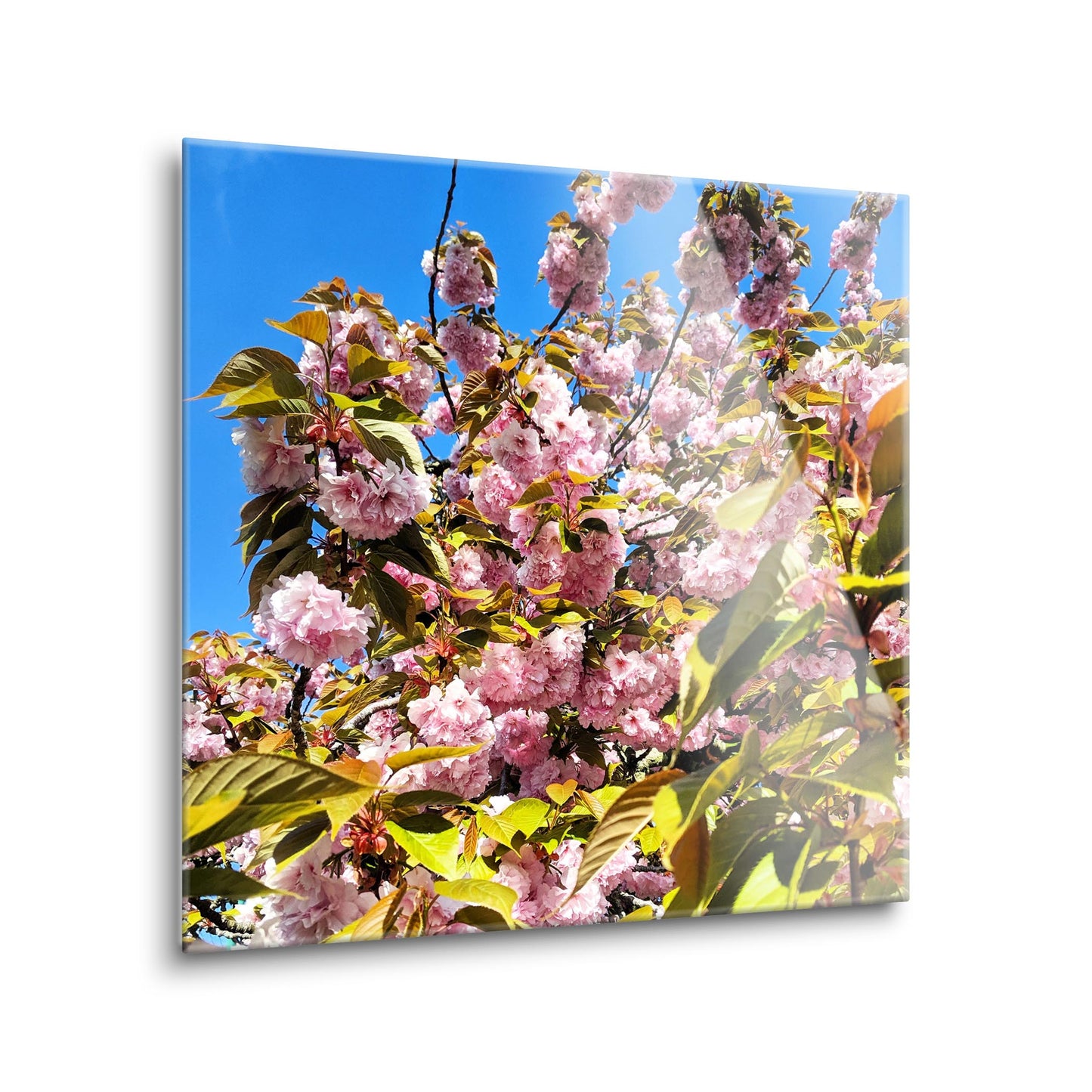 Monokian Cherry Blossoms | Hi-Def Glass Art | Eaches | Min 1