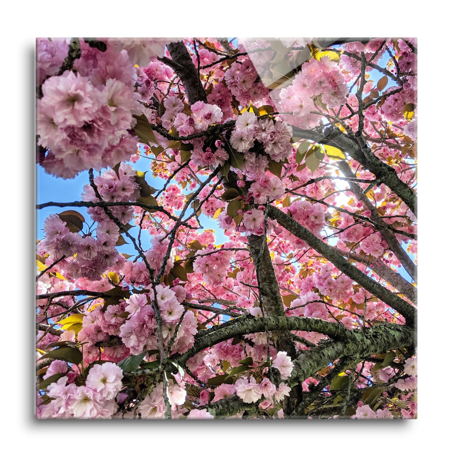 Monokian Cherry Blossoms | Hi-Def Glass Art | Eaches | Min 1