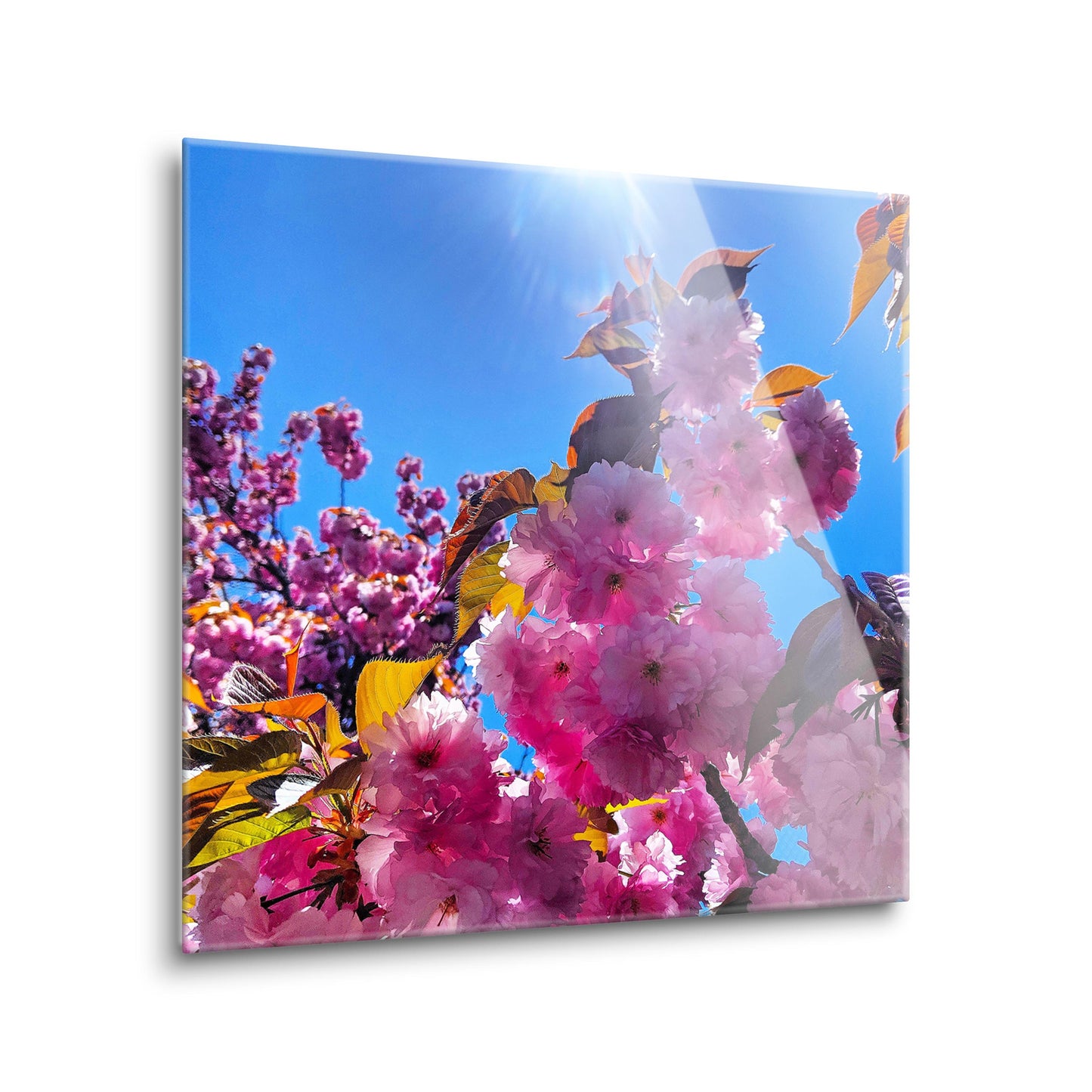 Monokian Cherry Blossoms | Hi-Def Glass Art | Eaches | Min 2
