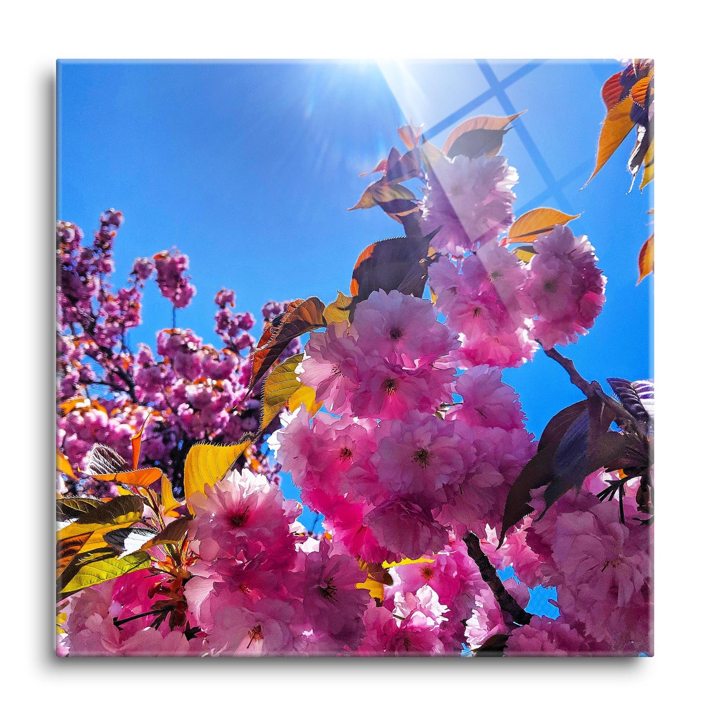 Monokian Cherry Blossoms | Hi-Def Glass Art | Eaches | Min 1