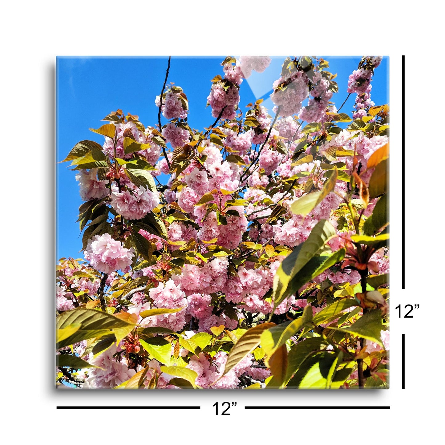 Monokian Cherry Blossoms | Hi-Def Glass Art | Eaches | Min 1