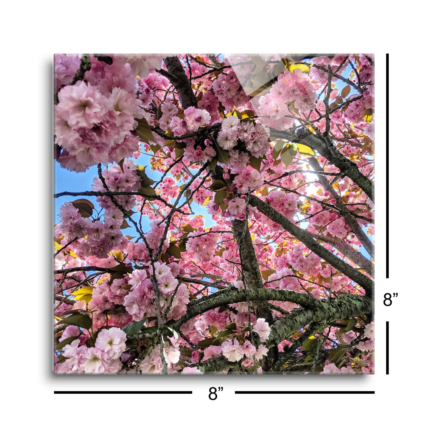 Monokian Cherry Blossoms | Hi-Def Glass Art | Eaches | Min 2