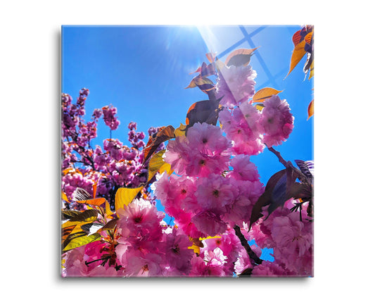 Monokian Cherry Blossoms | Hi-Def Glass Art | Eaches | Min 2