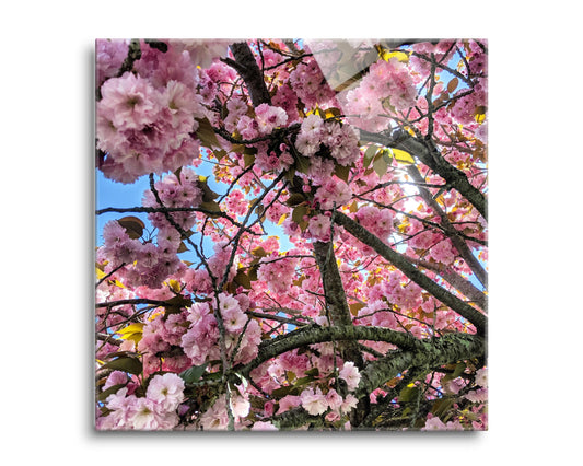 Monokian Cherry Blossoms | Hi-Def Glass Art | Eaches | Min 2