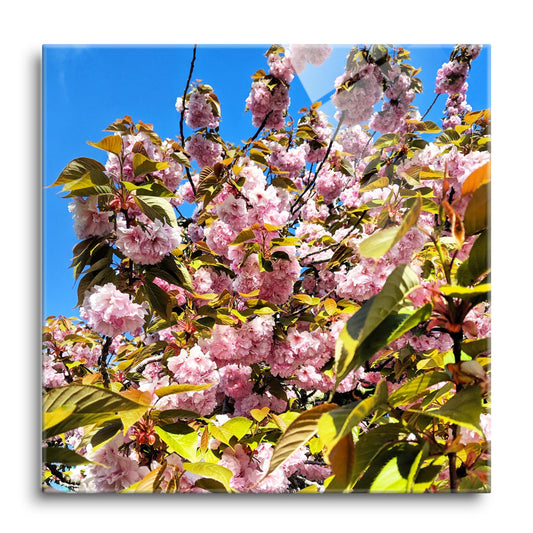 Monokian Cherry Blossoms | Hi-Def Glass Art | Eaches | Min 1