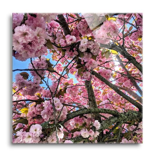 Monokian Cherry Blossoms | Hi-Def Glass Art | Eaches | Min 1