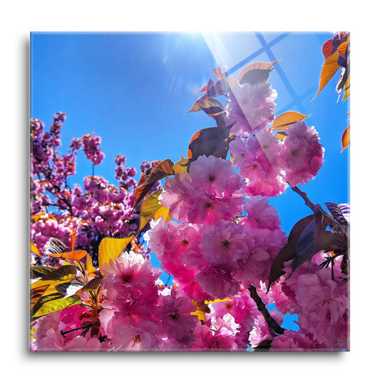 Monokian Cherry Blossoms | Hi-Def Glass Art | Eaches | Min 1