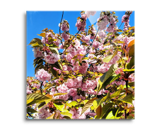 Monokian Cherry Blossoms | Hi-Def Glass Art | Eaches | Min 2